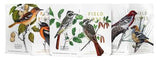 Field Notes Birds and Trees of North America Pack A Memo Book (Limited Edition)